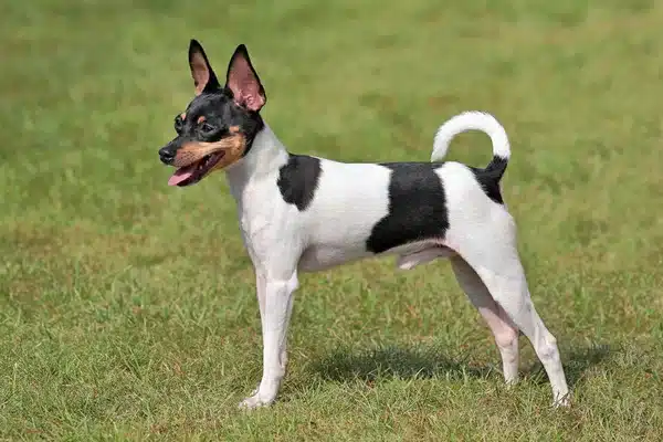 Toy Fox Terrier