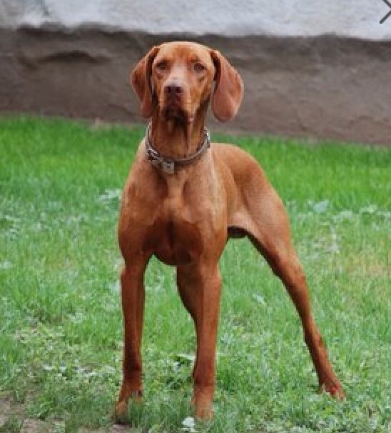 Vizslas