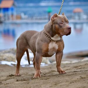 XXL Bully Large and Muscular Dog