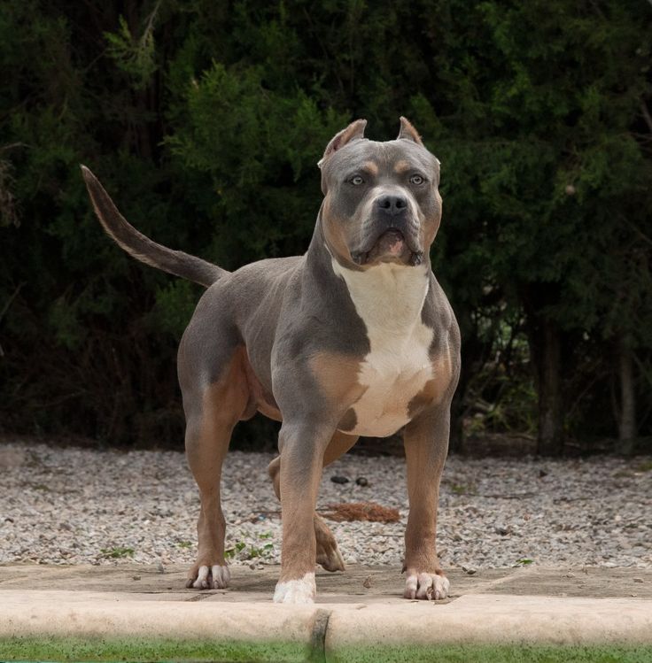 XXL Pitbull