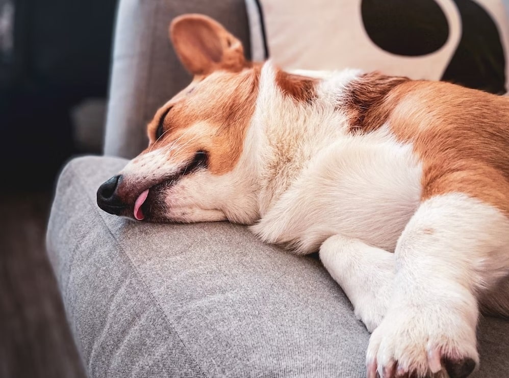 improving your dogs sleep