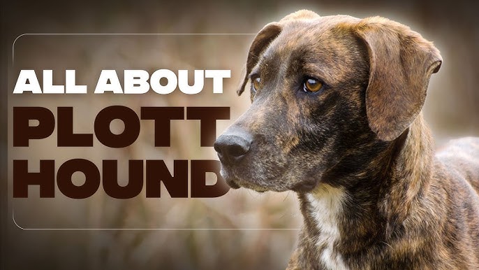 All About Plott Hound Dog Breed Information