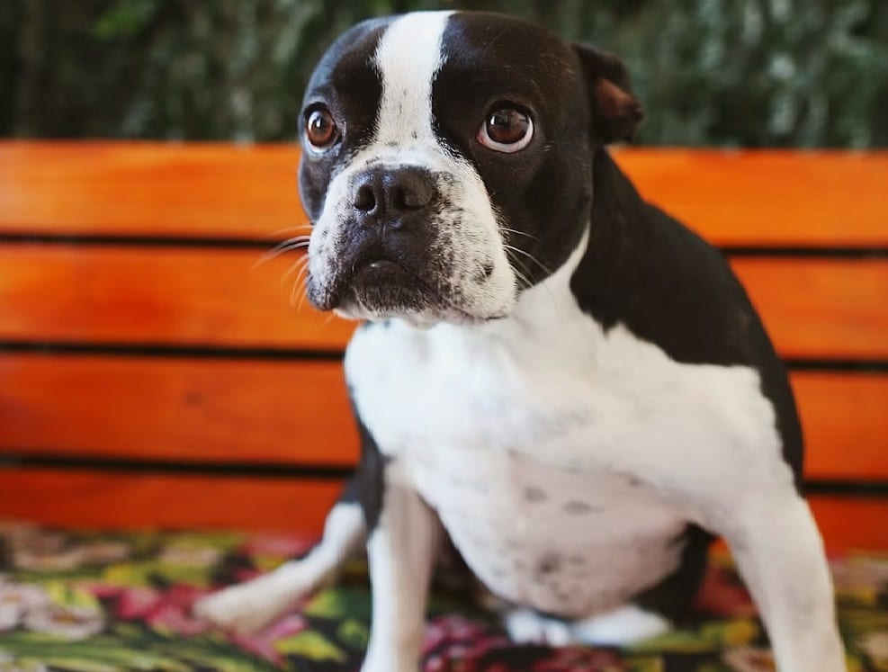 Boston Terrier Dog