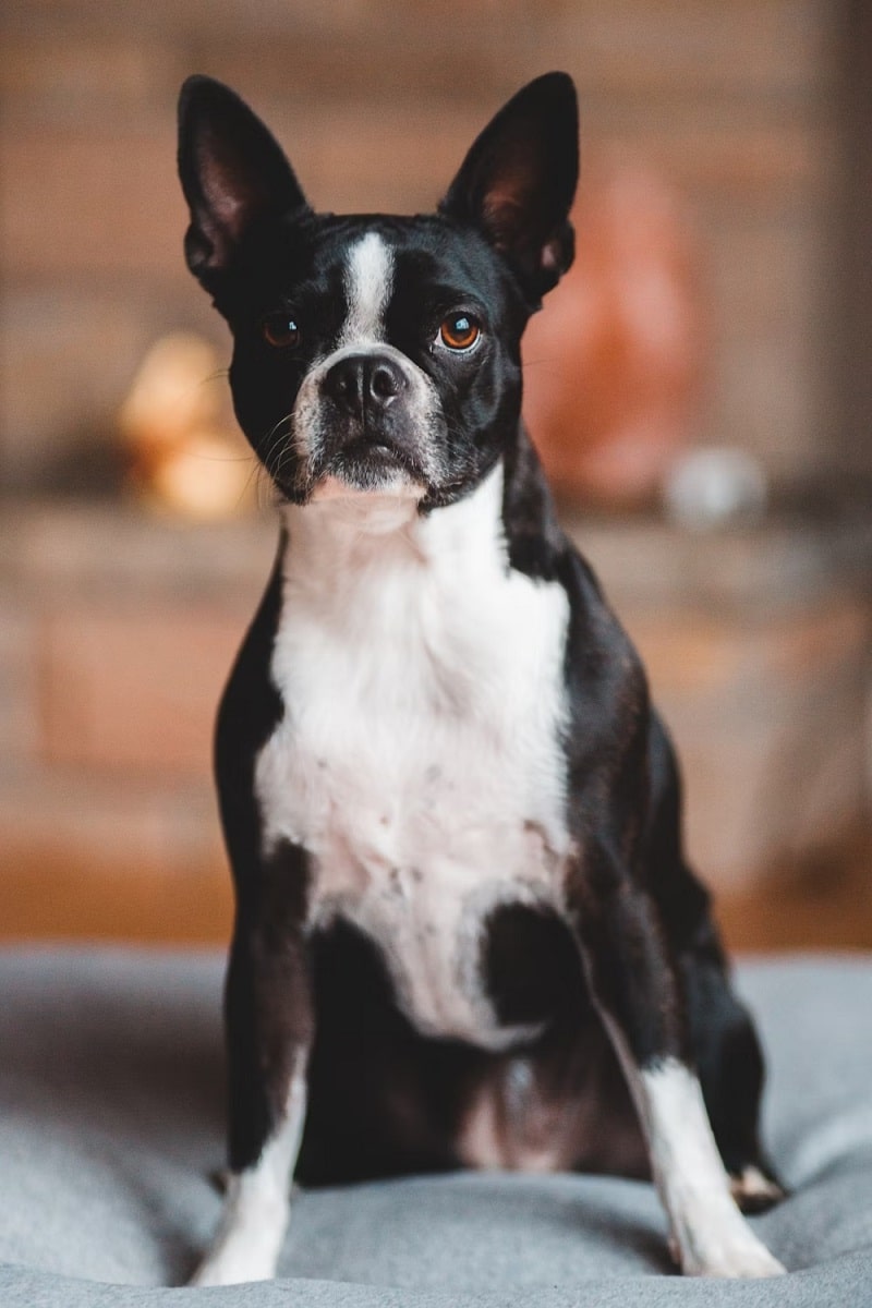 Boston Terrier Dog