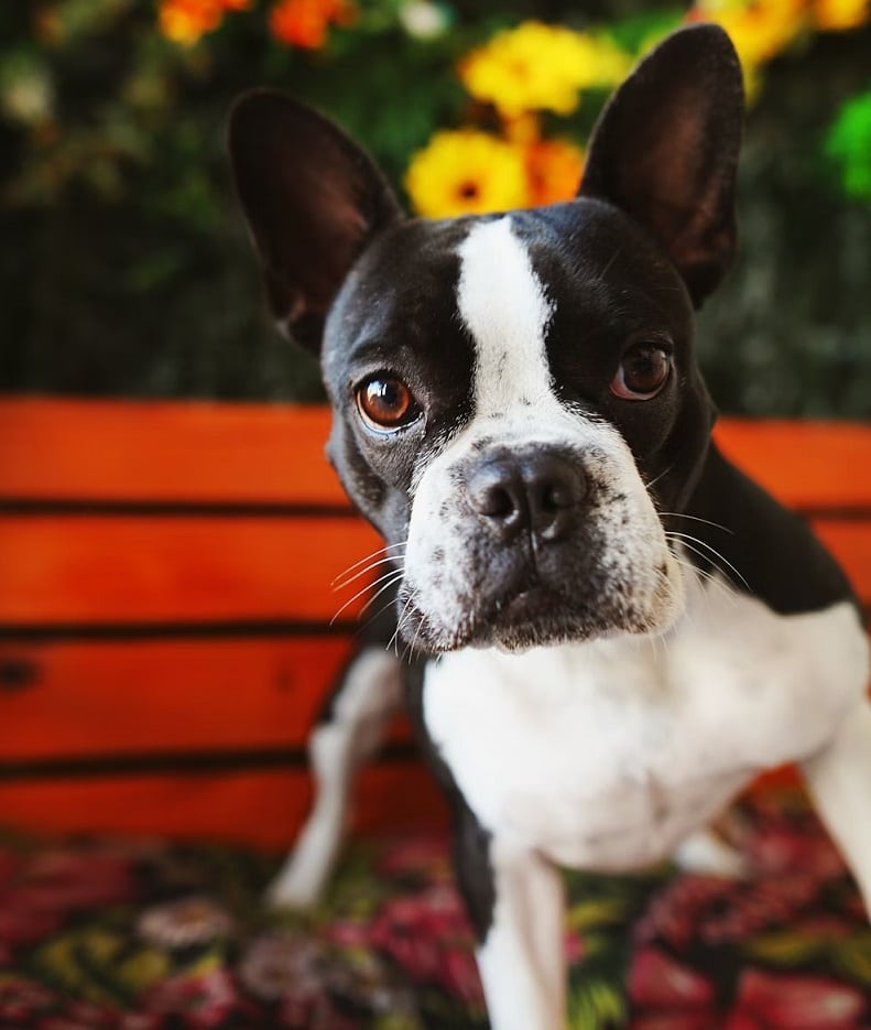 Boston Terrier
