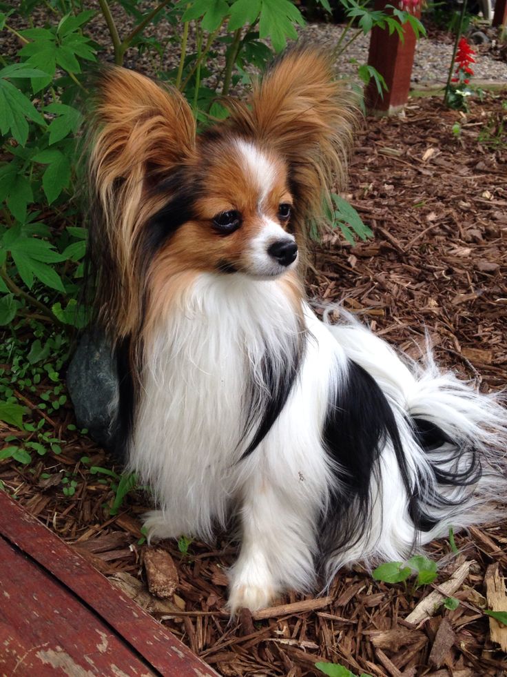 Papillon Dog