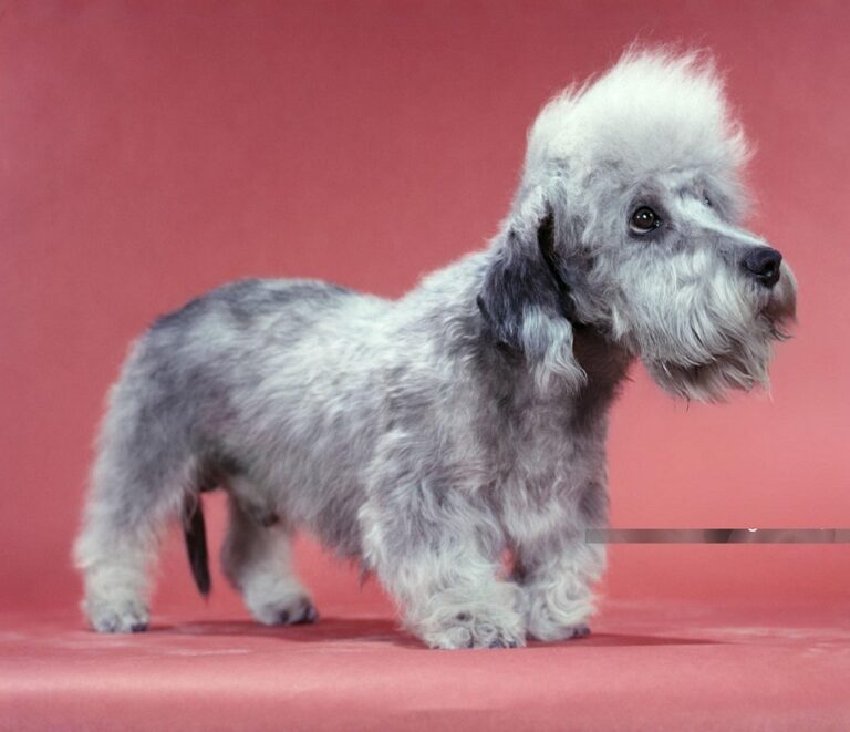 Dandie Dinmont Terrier Dog