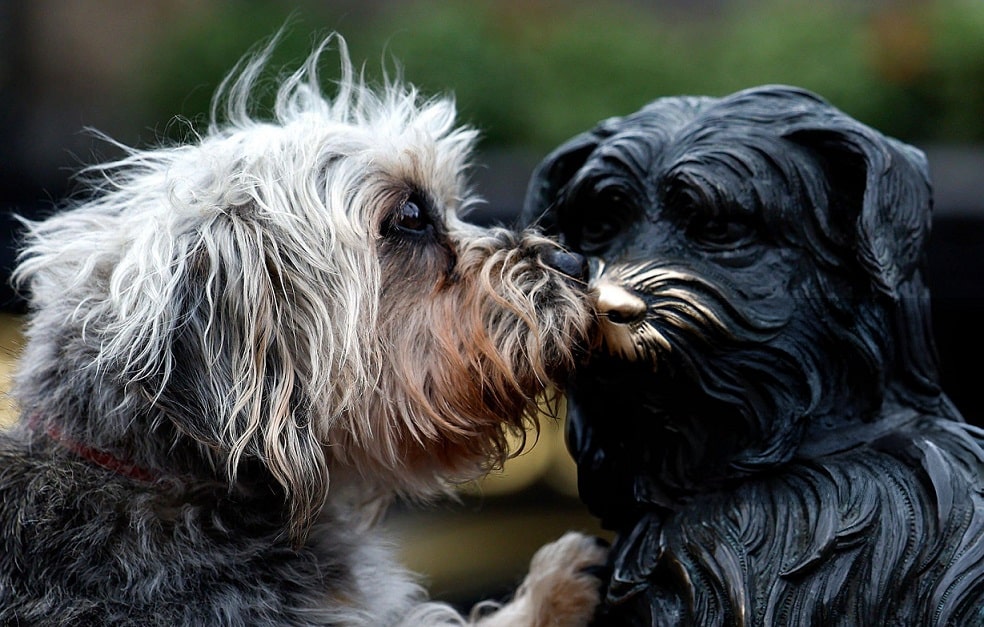 
Dandie Dinmont Terrier Dog Breed
