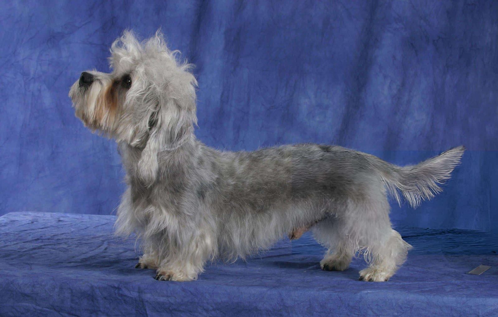 Dandie Dinmont Terrier Dog