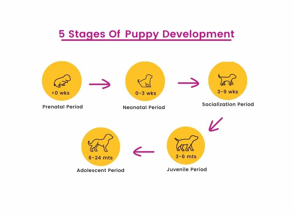 Developmental Stages of Puppies