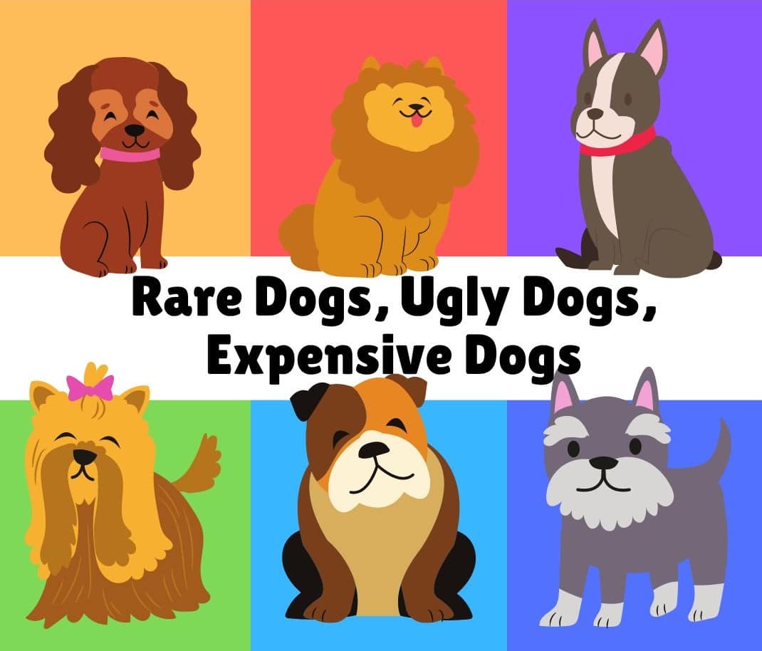 Dog Breeds Rare Dogs, Ugly Dogs, Expensive Dogs