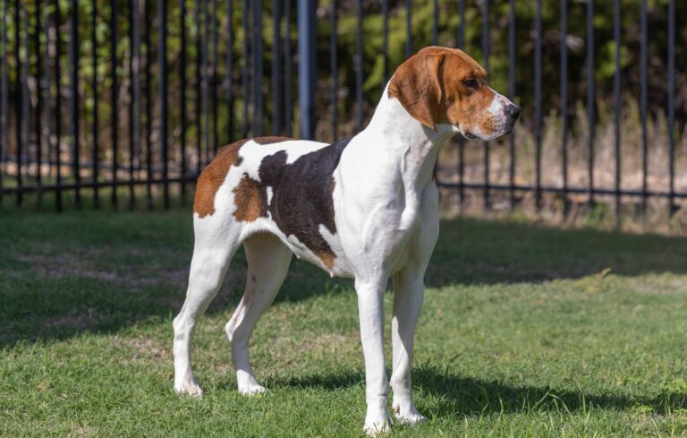 English Foxhound
