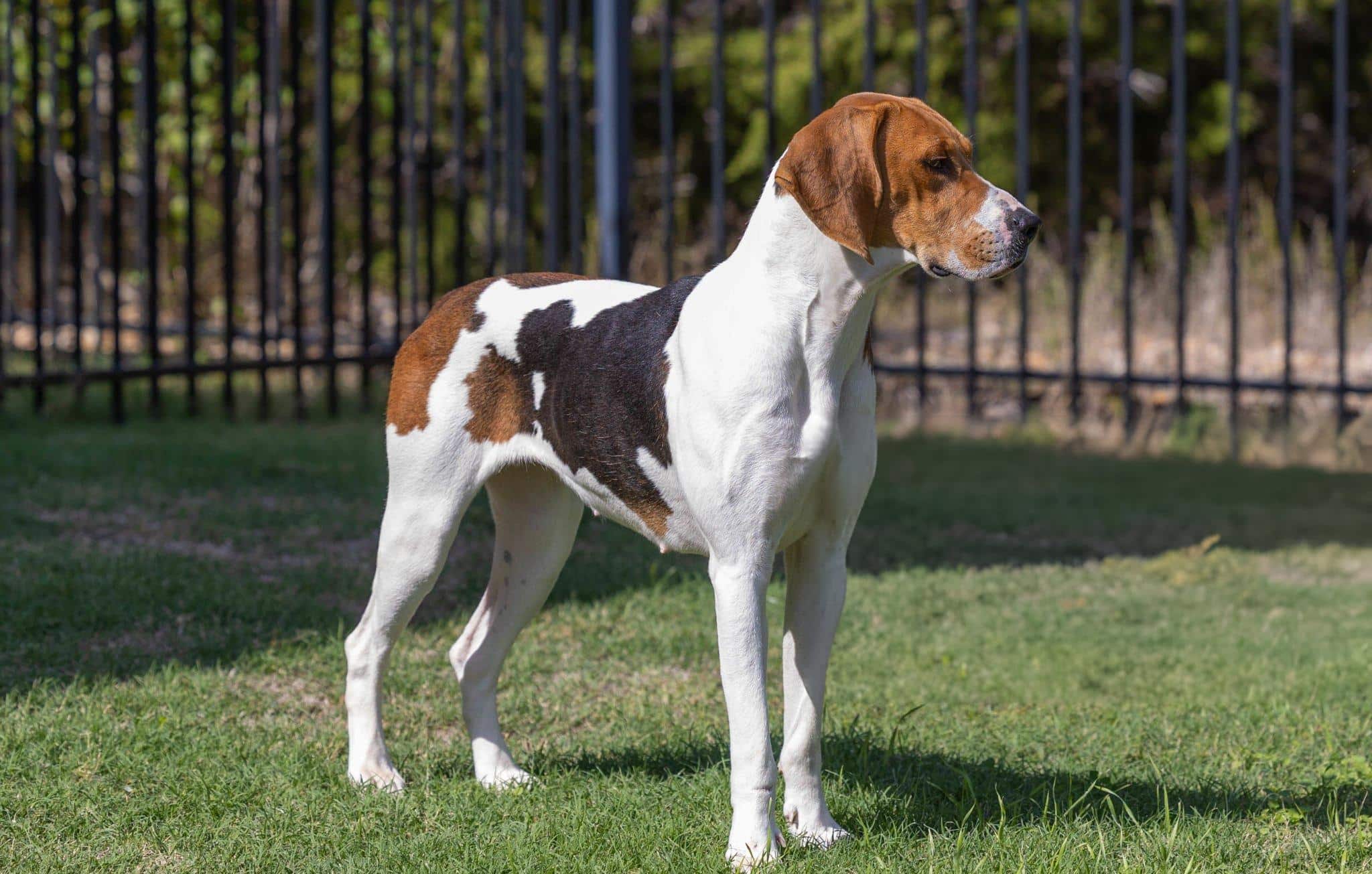 English Foxhound