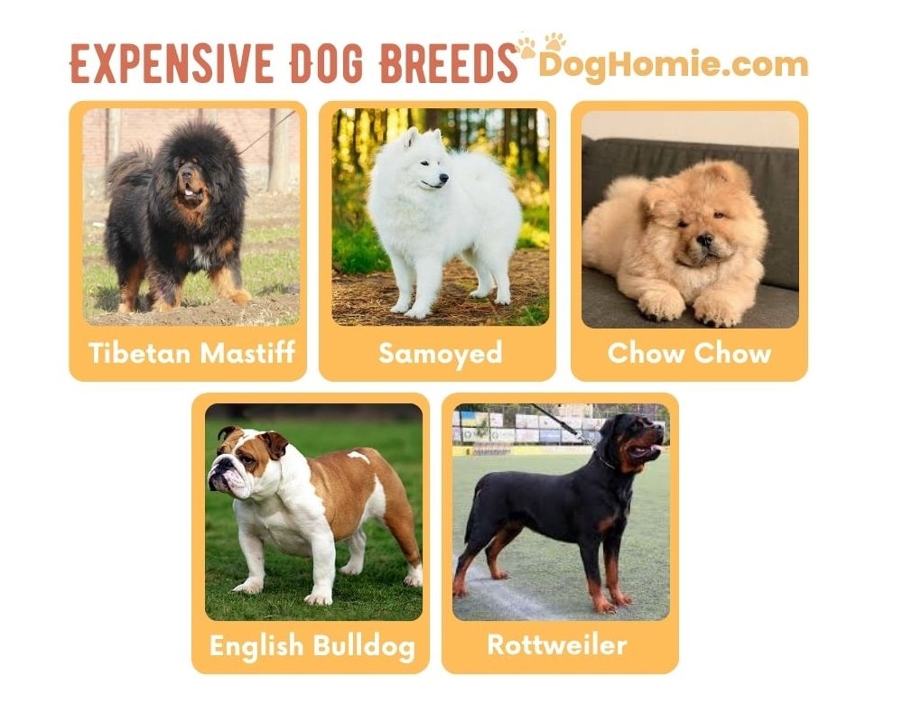Expensive Dog Breeds