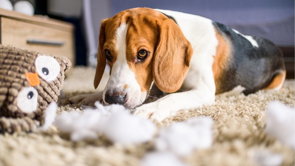 How to Prevent Dogs from Scratching Carpet
