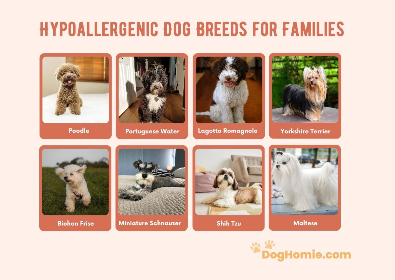 Hypoallergenic Dog Breeds for Families