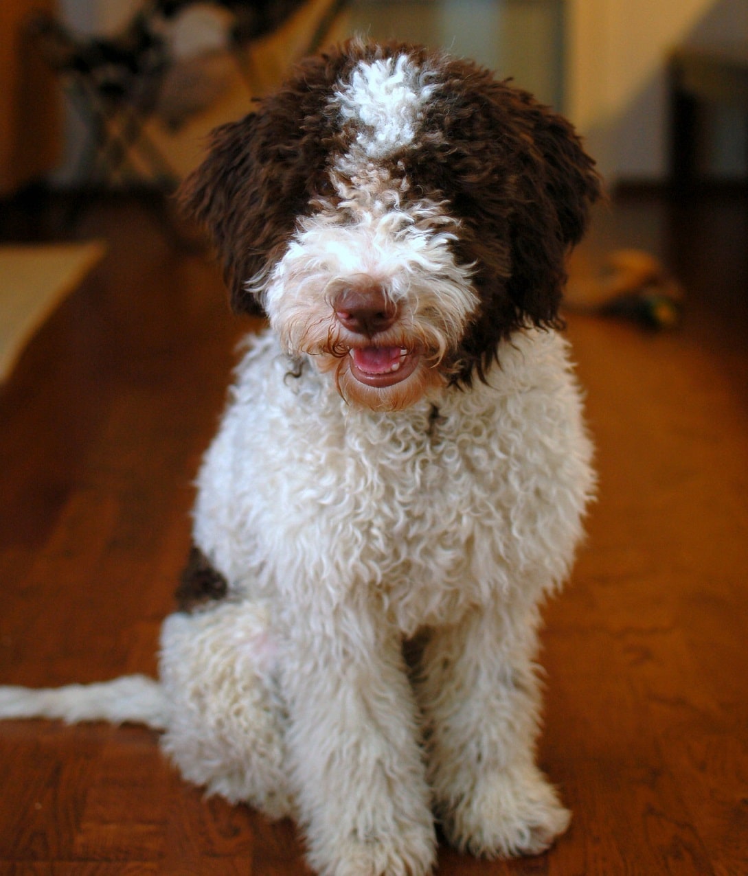 Lagotto Romagnolo