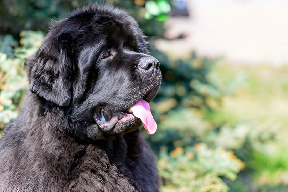 Newfoundland Dog Breed