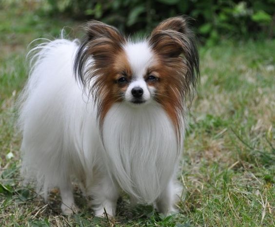 Papillon: Butterfly Dog