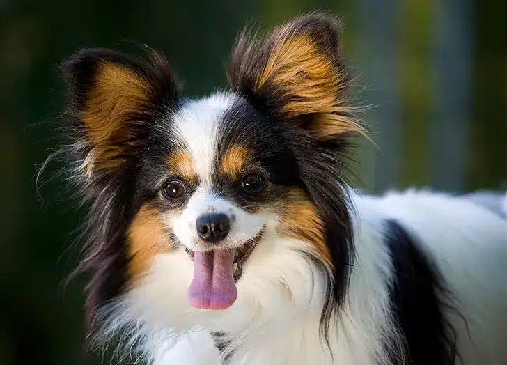 Papillon Dog Breed