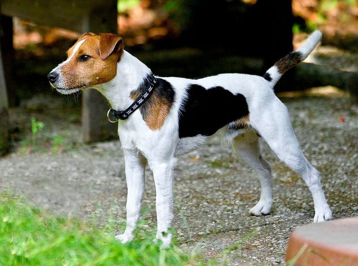 Parson Russell Terrier Dog