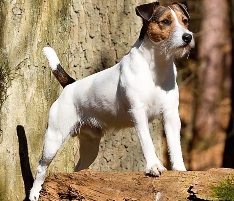 Parson Russell Terrier