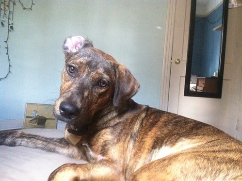 Plott Hound Dog Breed Info