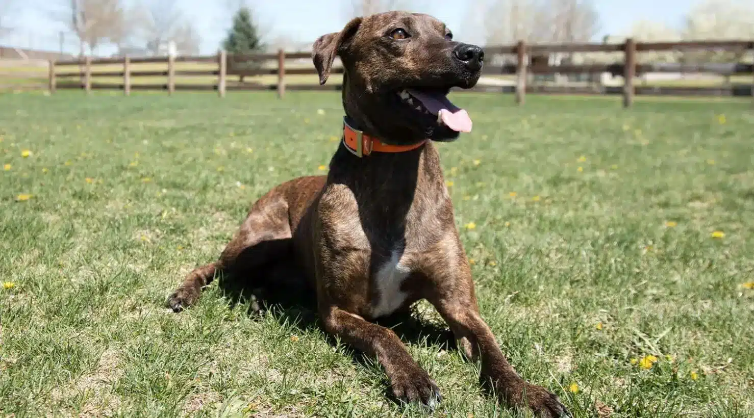 Plott Hound Dog Breed Information