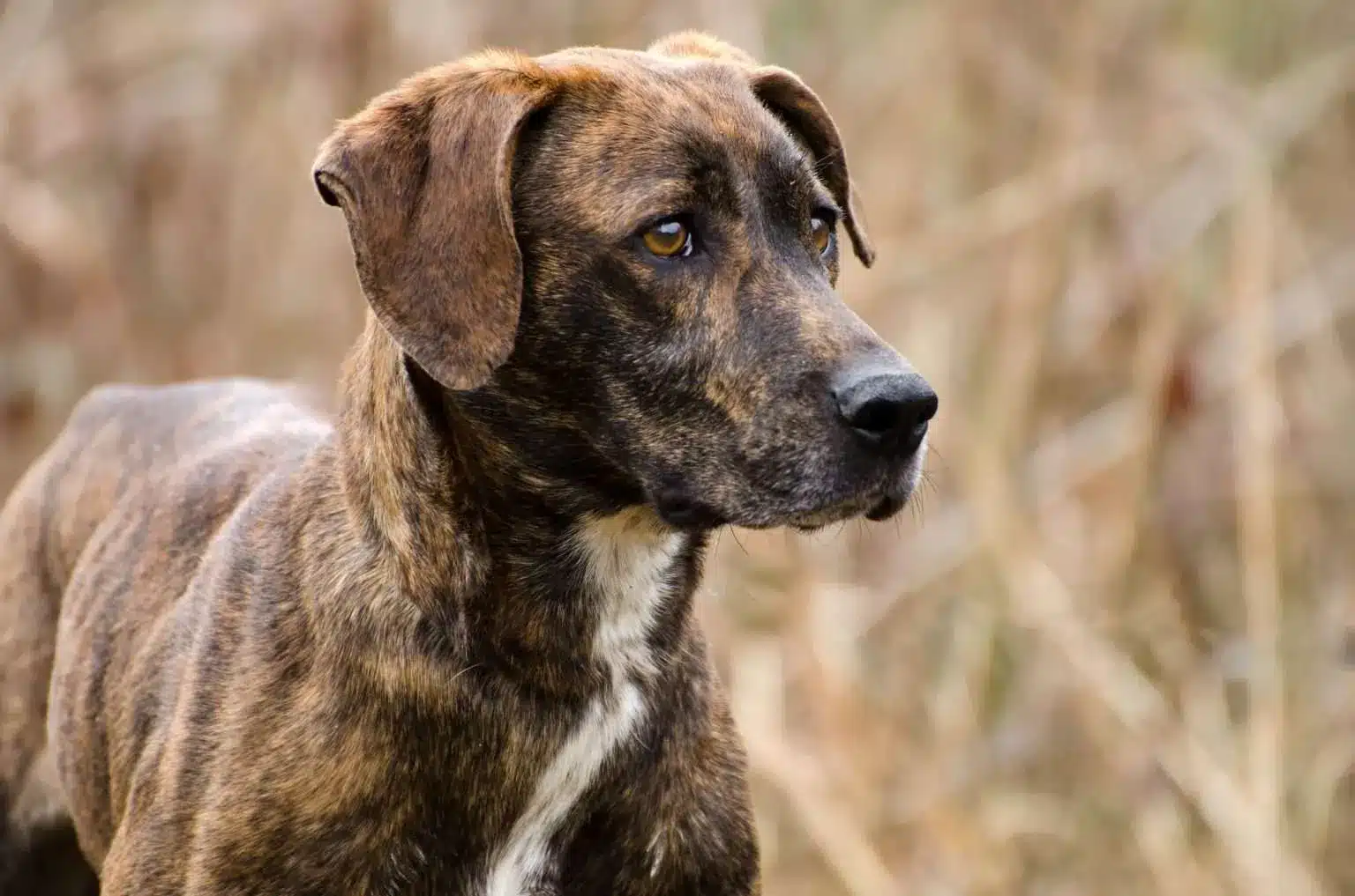 Plott Hound Dog
