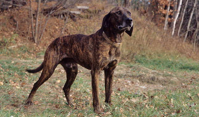Plott Hound: Hunting Dog Breed Information & Characteristics