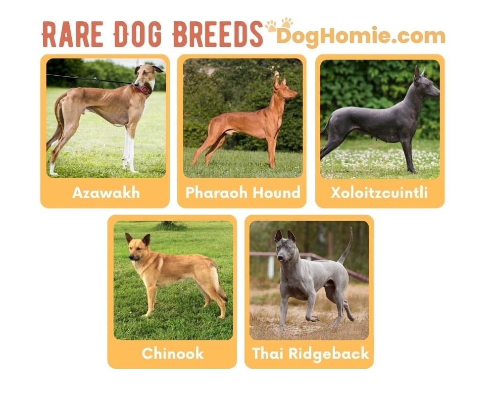 Rare Dog Breeds