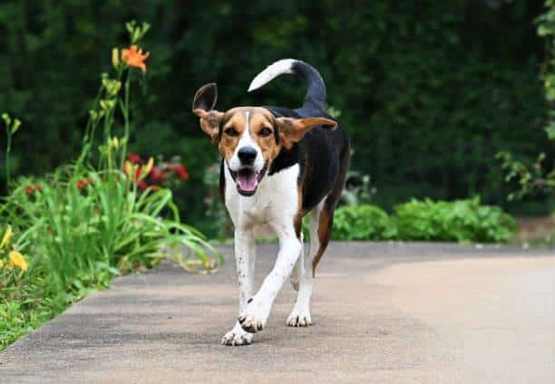 Treeing Walker Coonhound Dog breed
