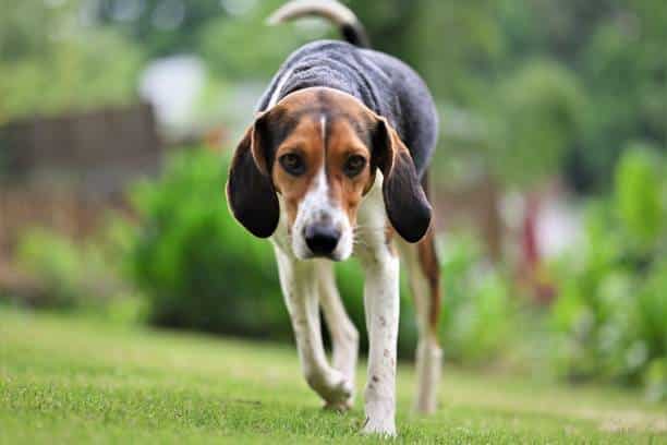 Treeing Walker Coonhound