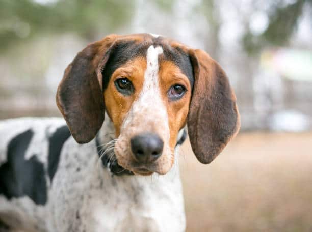 Get insights into Treeing Walker Coonhounds, a renowned hunting breed known for their endurance and intelligence. 
