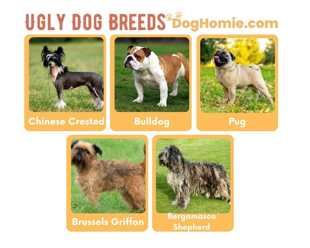 Ugly Dog Breeds