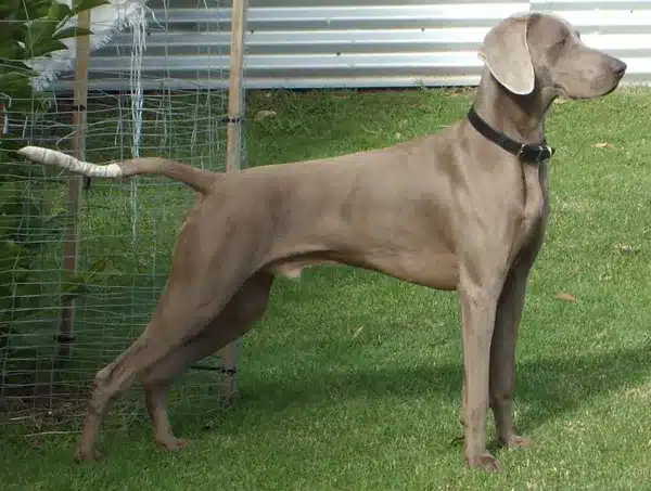 Weimaraner