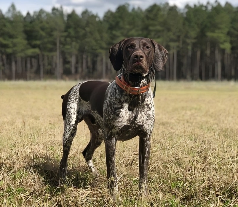 All About German Shorthaired Pointer