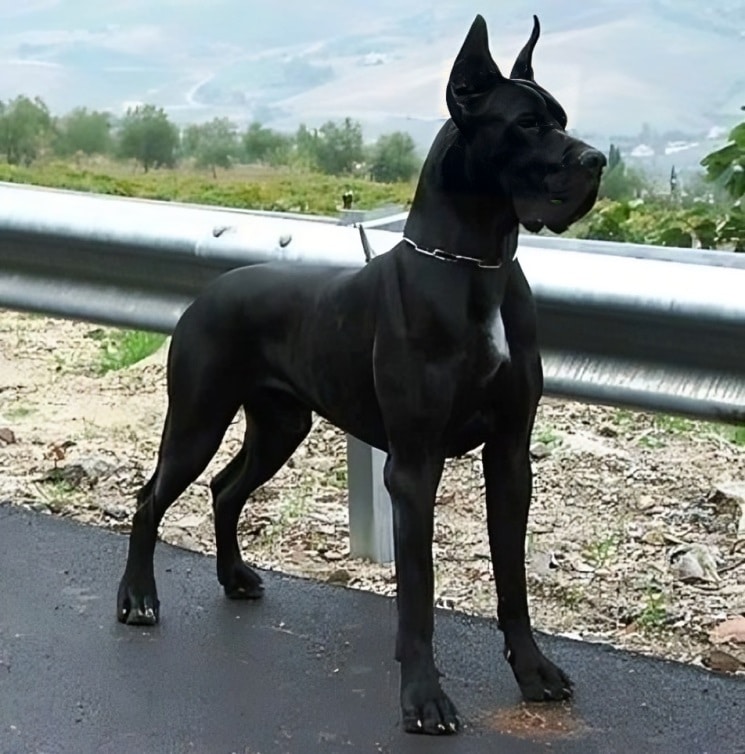 Black Great Dane