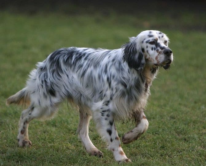 English Setter