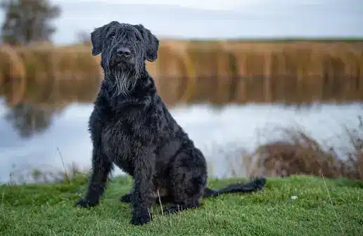 Giant Schnauzers
