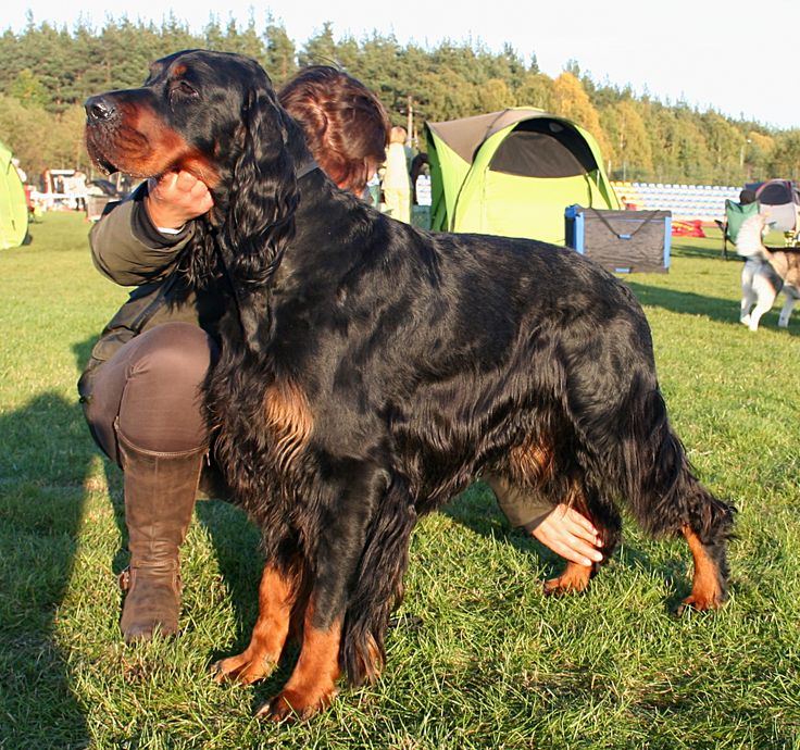 Gordon Setter