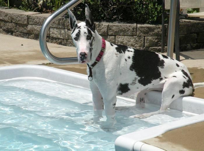 Great Dane dog breed