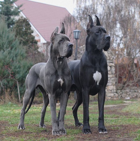 Great Danes