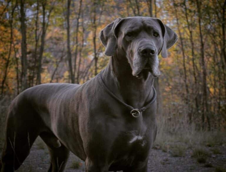 great dane