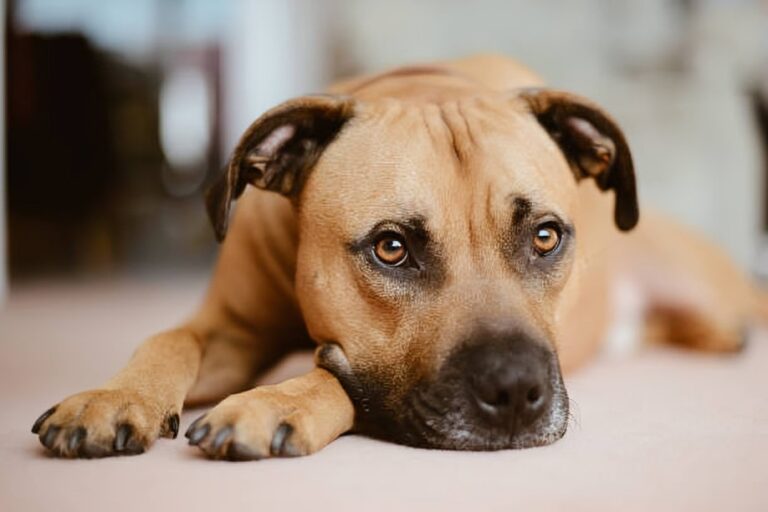 Pitbull Mastiff Mix