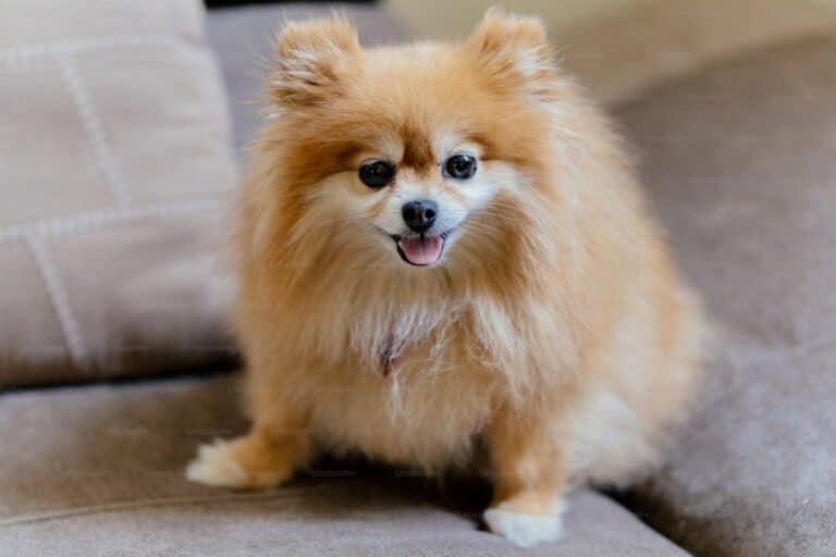 Pomeranian dog breed