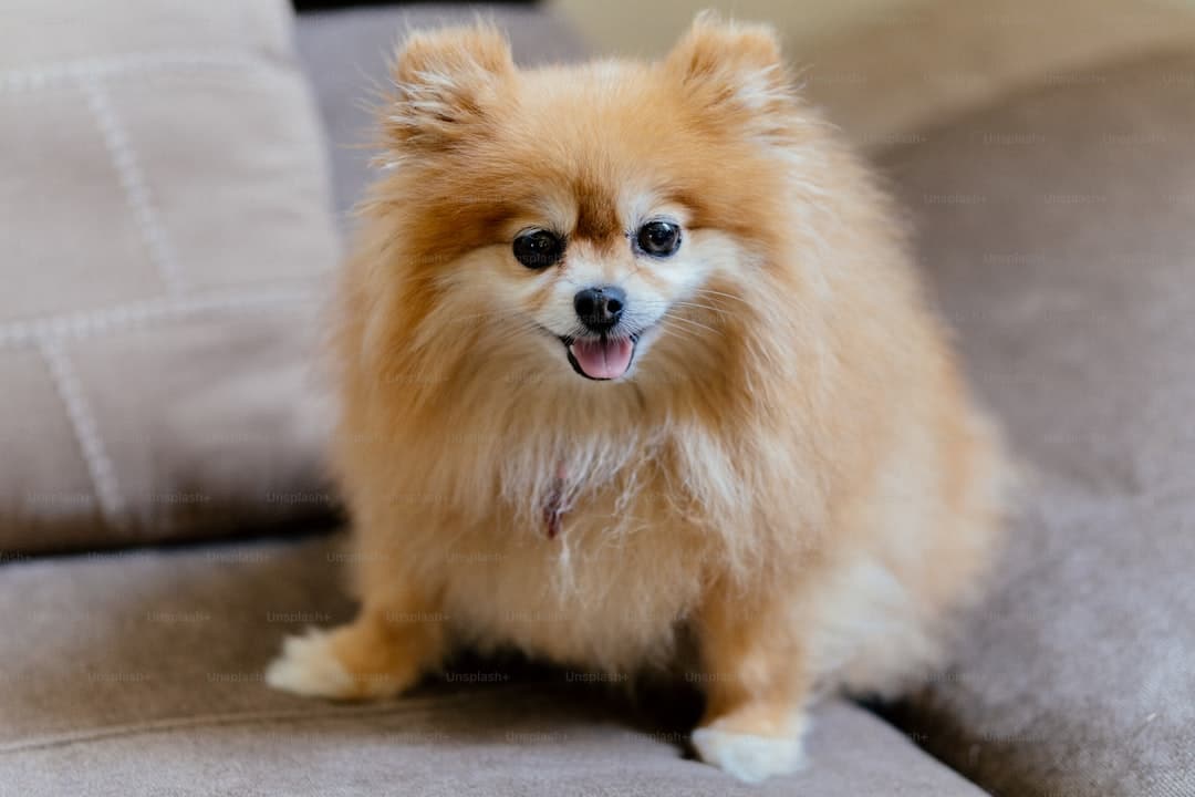 Pomeranian dog breed