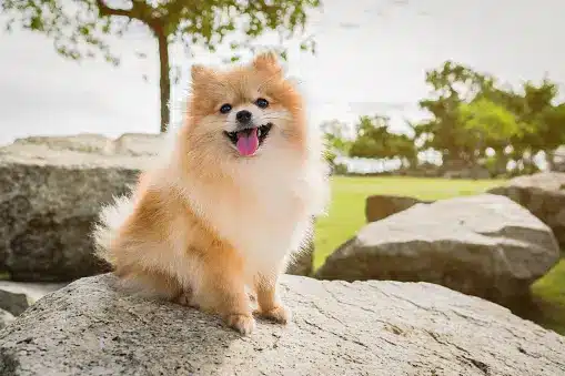 Pomeranian dog