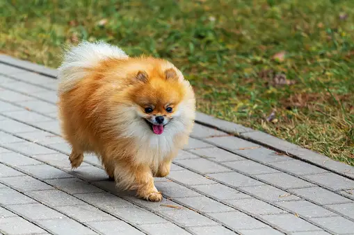Pomeranian