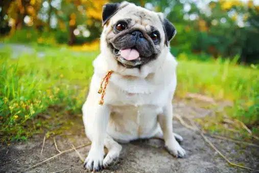 Pug dog